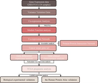 Construction of Gene Modules and Analysis of Prognostic Biomarkers for Cervical Cancer by Weighted Gene Co-Expression Network Analysis